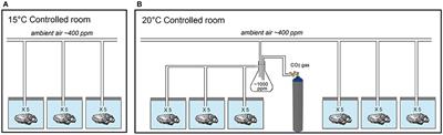 Sensory Qualities of Oysters Unaltered by a Short Exposure to Combined Elevated pCO2 and Temperature